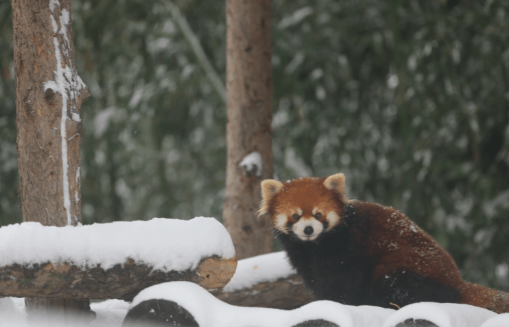 饮食|初雪光临北京动物园，它们也出门赏雪了……