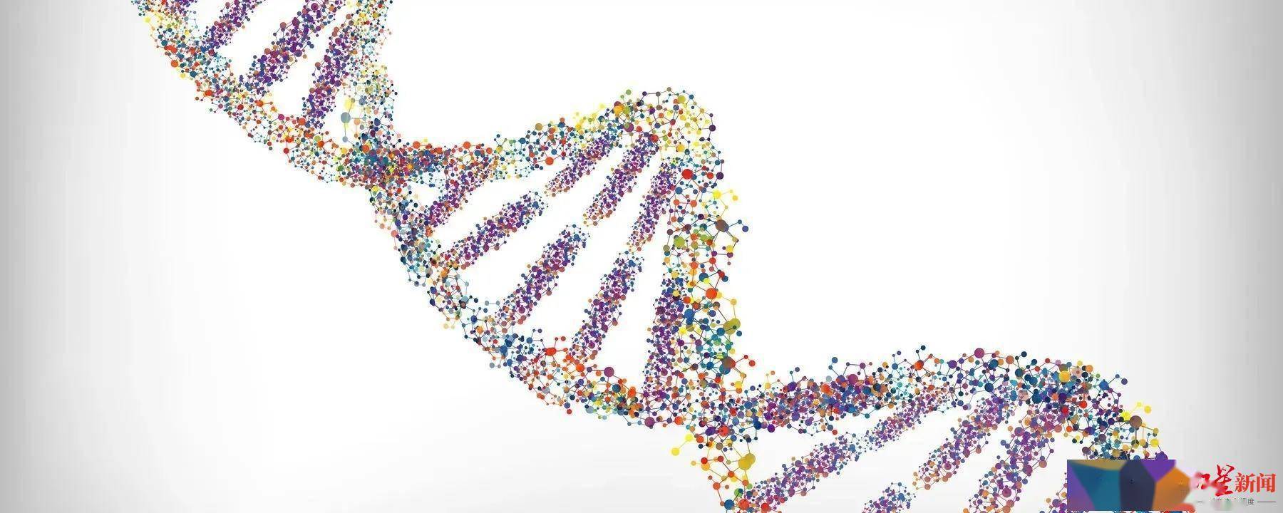 重症|为何某些新冠患者重症或死亡率更高？研究：和人类这个基因有关，多见于南亚人