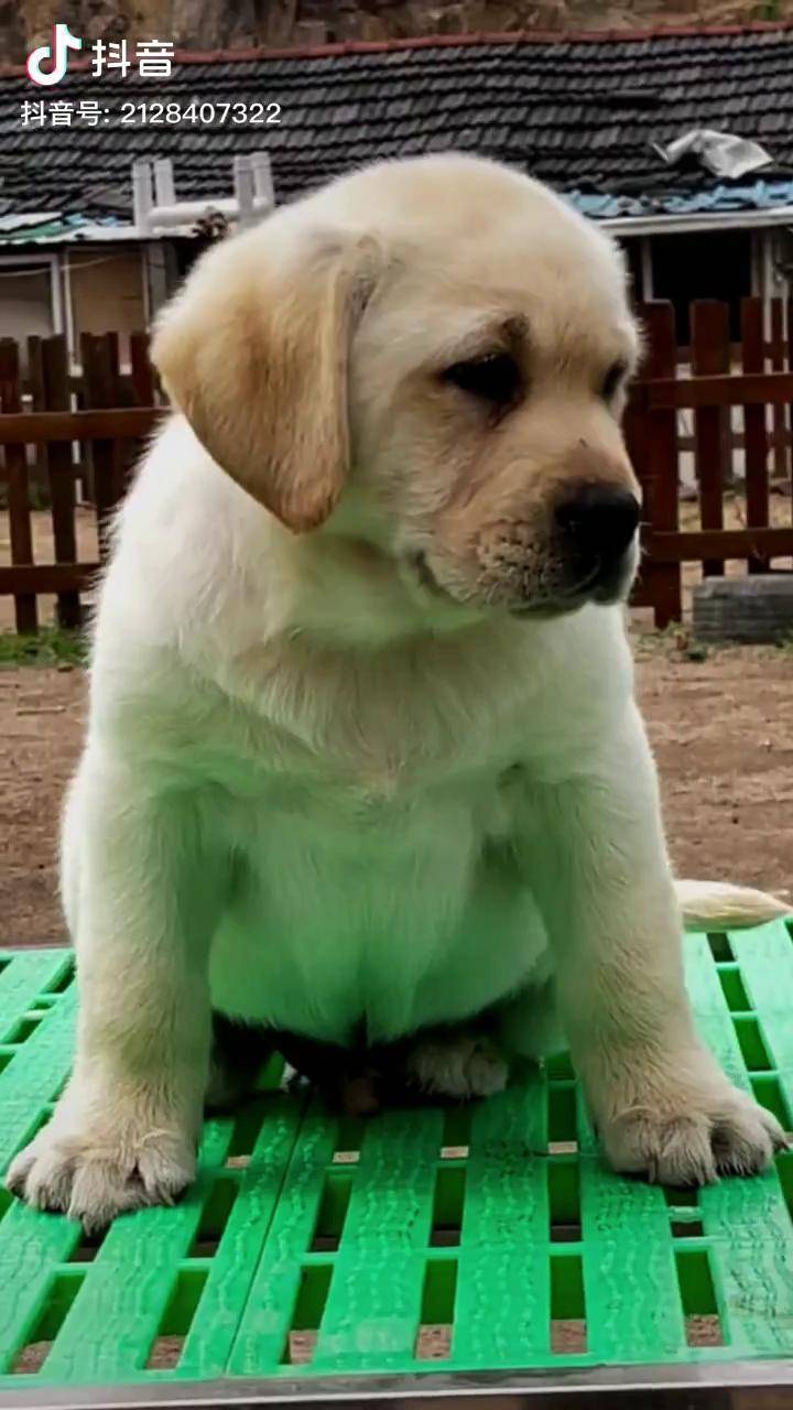 拉布拉多神犬小七一臂之力超墙守护上热门dou小助手