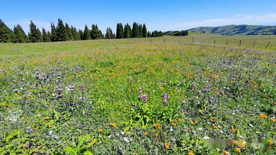 乌鲁木齐南山菊花台旅游攻略
