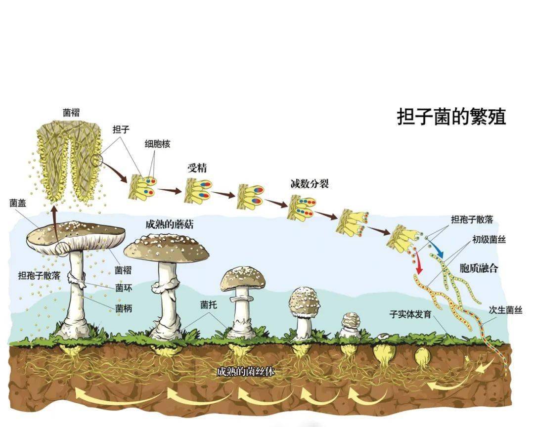 原来毒蘑菇对人类并非一无是处它竟有如此大的作用