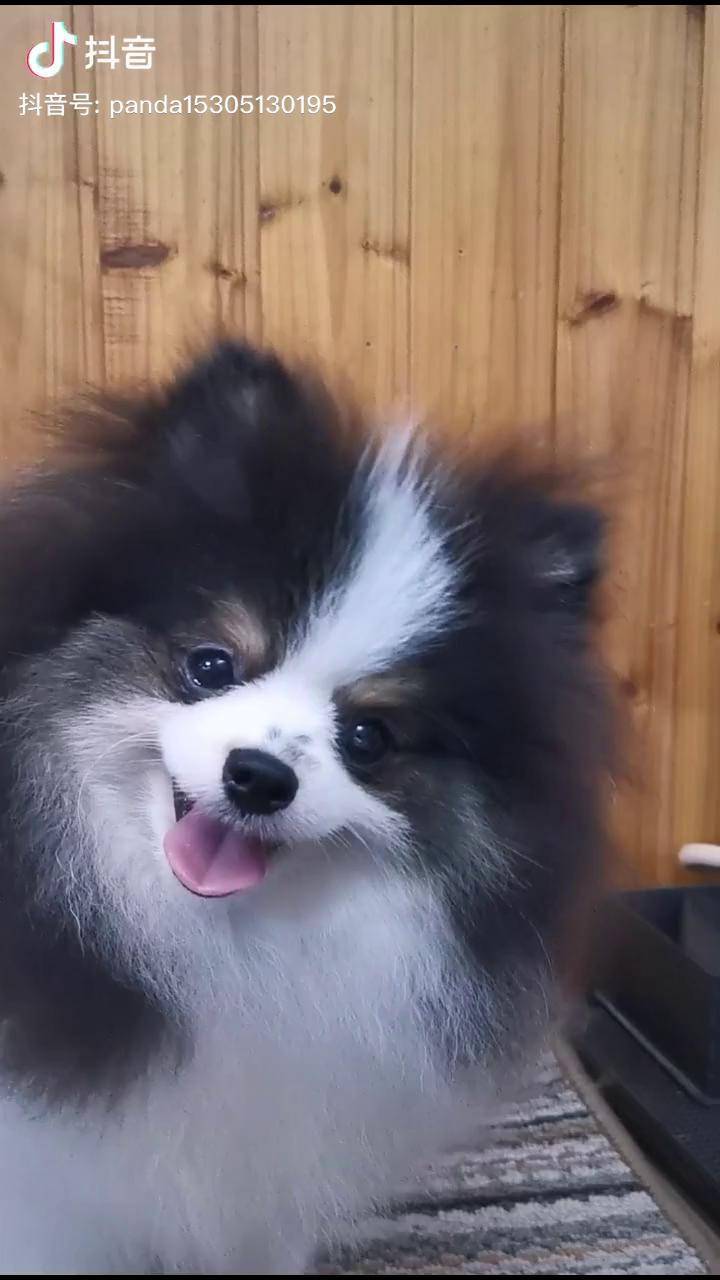 我的颜值狗花博美萌宠