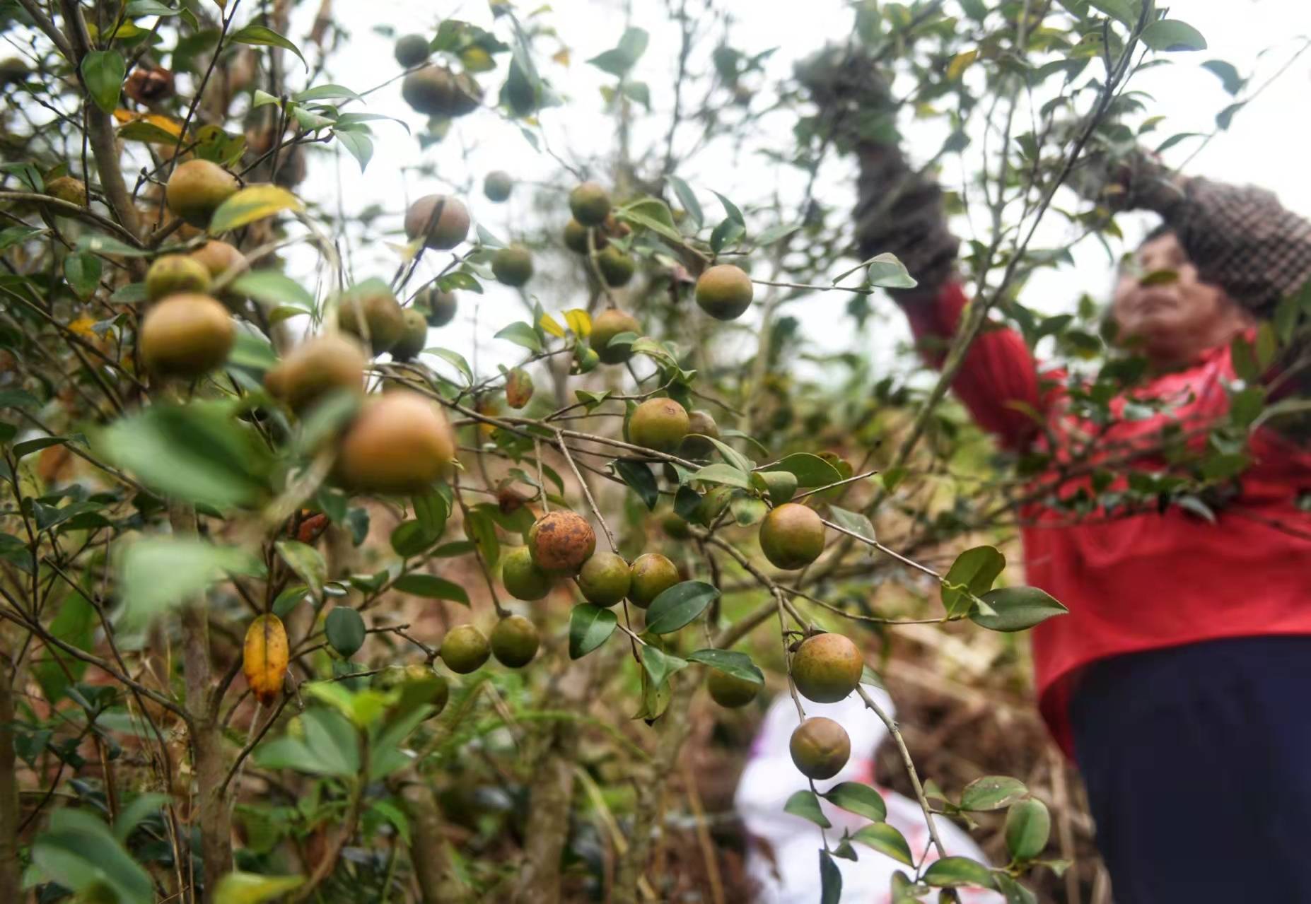 广东油茶再迎丰收大年260万亩油茶林结出致富果