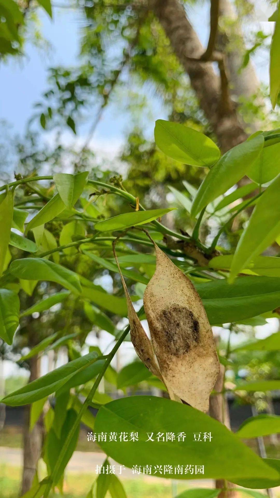 降香种子