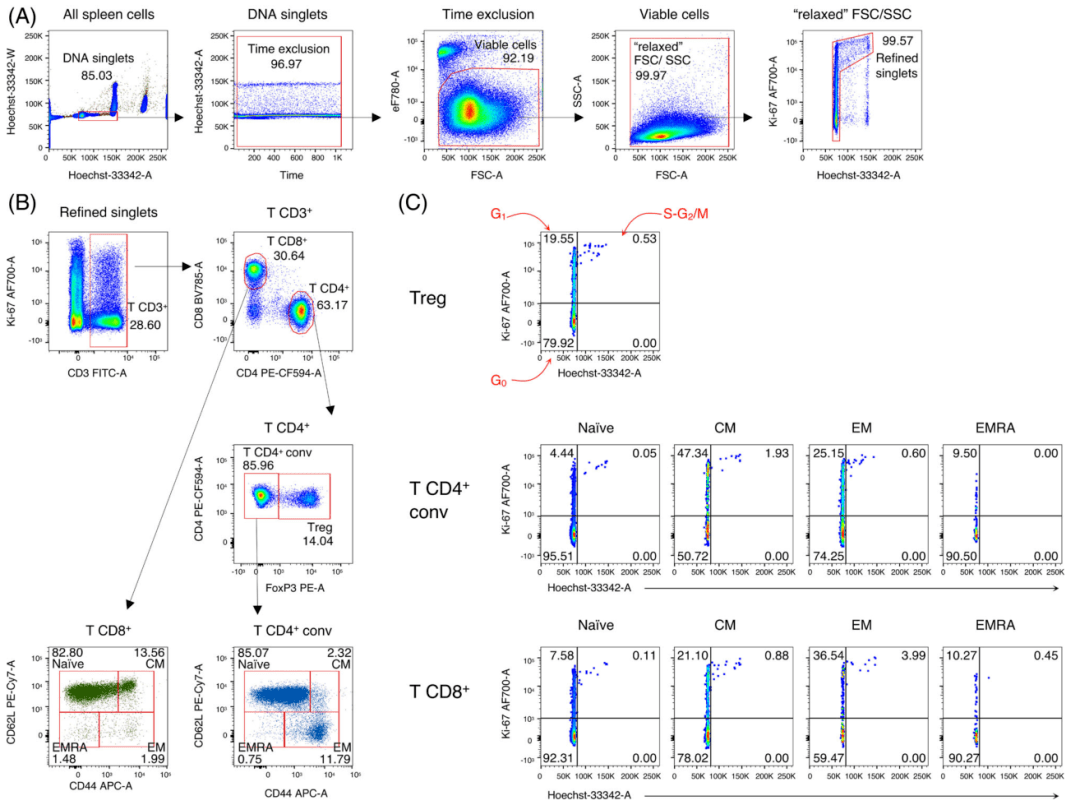 想同时分析小鼠脾脏CD4+和CD8+初始/记忆T细胞亚群、Treg细胞以及它们的细胞周期吗？_增殖