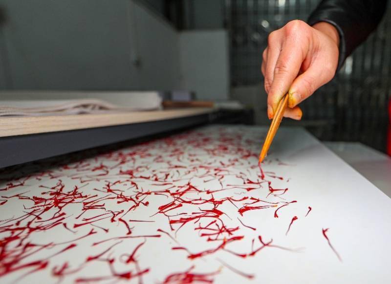 建德市|图集：西红花之乡迎丰收，头期花丝价比黄金，每公斤达三万元