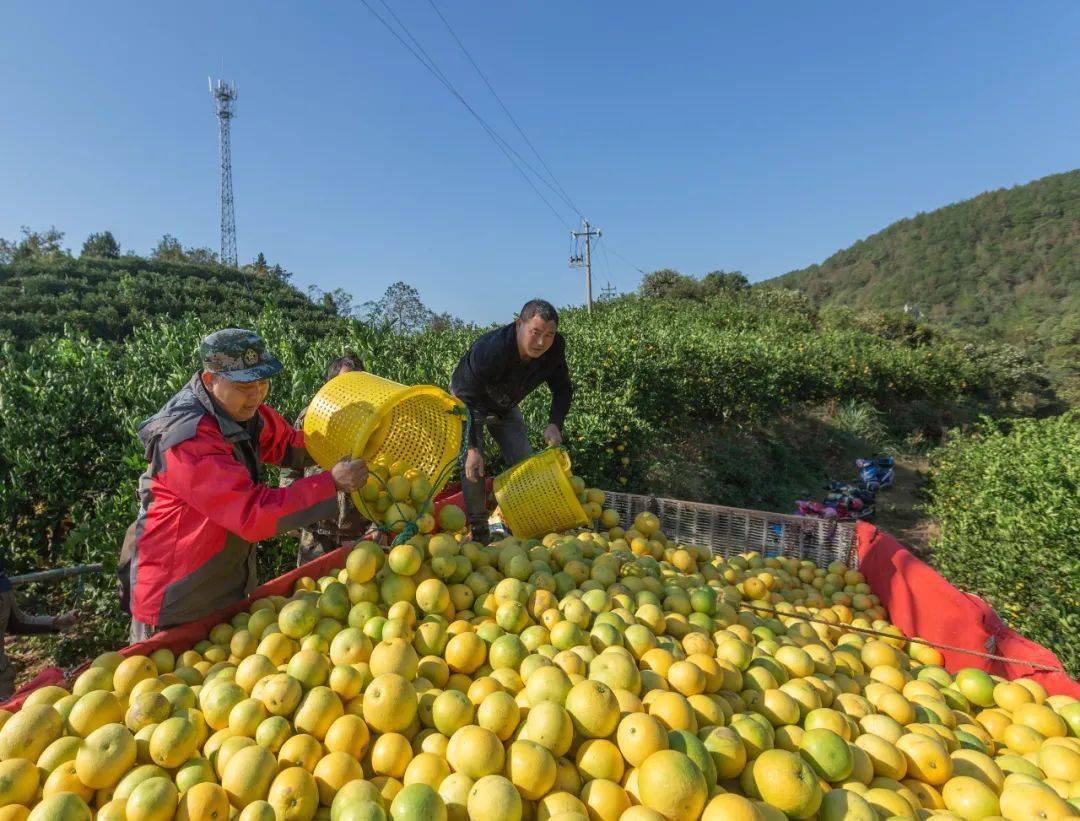 柚获丰收常山胡柚开采啦