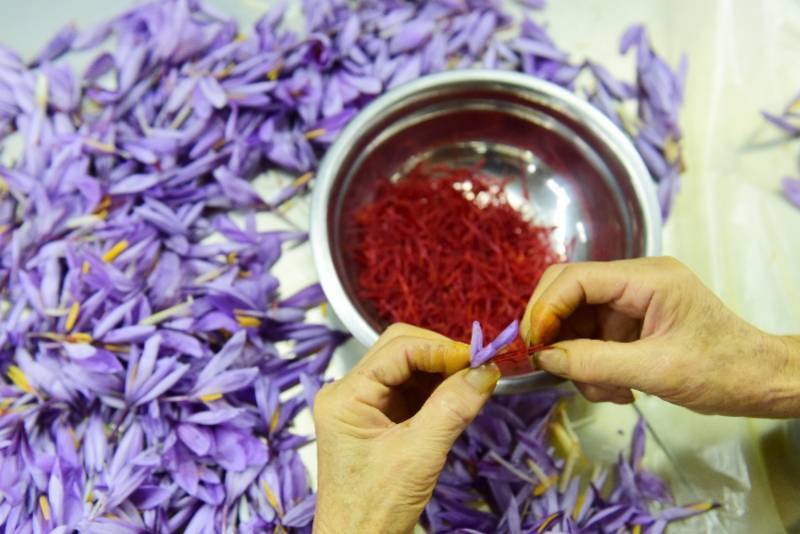 建德市|图集：西红花之乡迎丰收，头期花丝价比黄金，每公斤达三万元