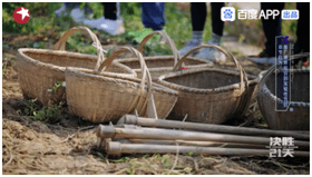 伍雅露|今晚23:00《决胜21天》首轮公投开启谁将遗憾离开？