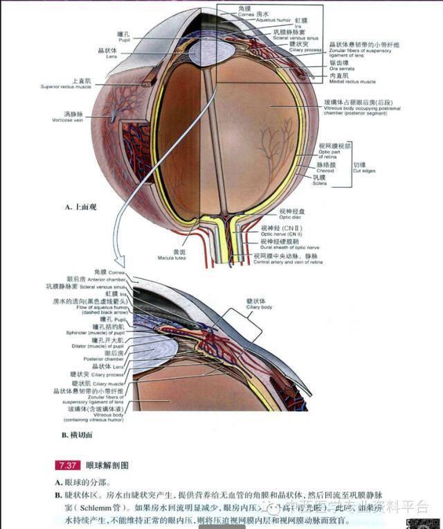 grant解剖圖035眶眼球及腮腺區