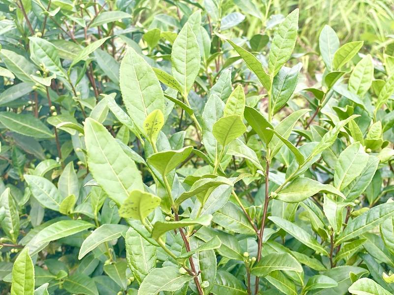 四新四化蹲点采访普安县白沙乡茶马古道旁茶叶变茶业振兴路上荒山变