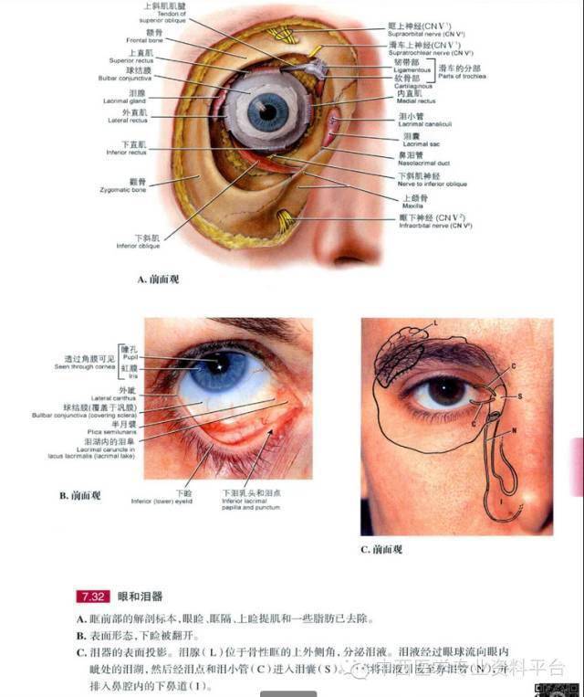 grant解剖圖035眶眼球及腮腺區