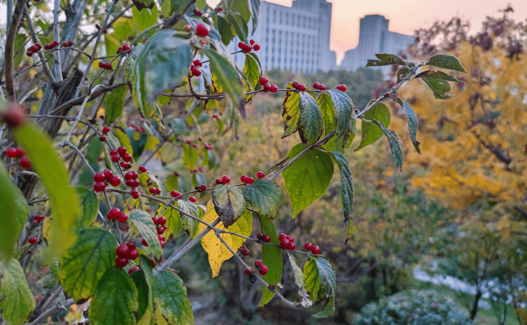 果实也代表着山理工师生对学校的爱这是忍冬的花语全心全意把爱奉献给
