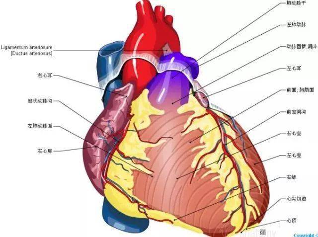 太讚了最全心臟解剖圖集合趕快珍藏起來