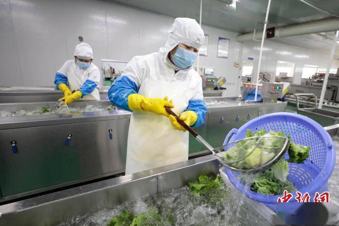 图为在合作社净菜加工车间,工作人员对蔬菜进行清洗 宋敏涛 摄