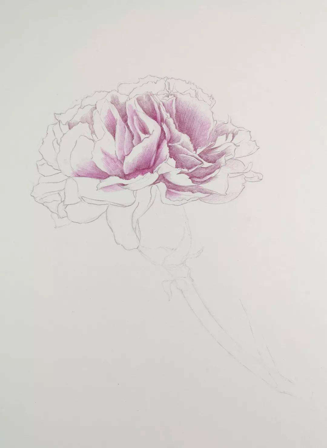 超详细彩铅康乃馨画法