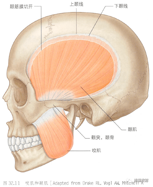 解剖丨颞下窝,翼腭窝,颞下颌关节~