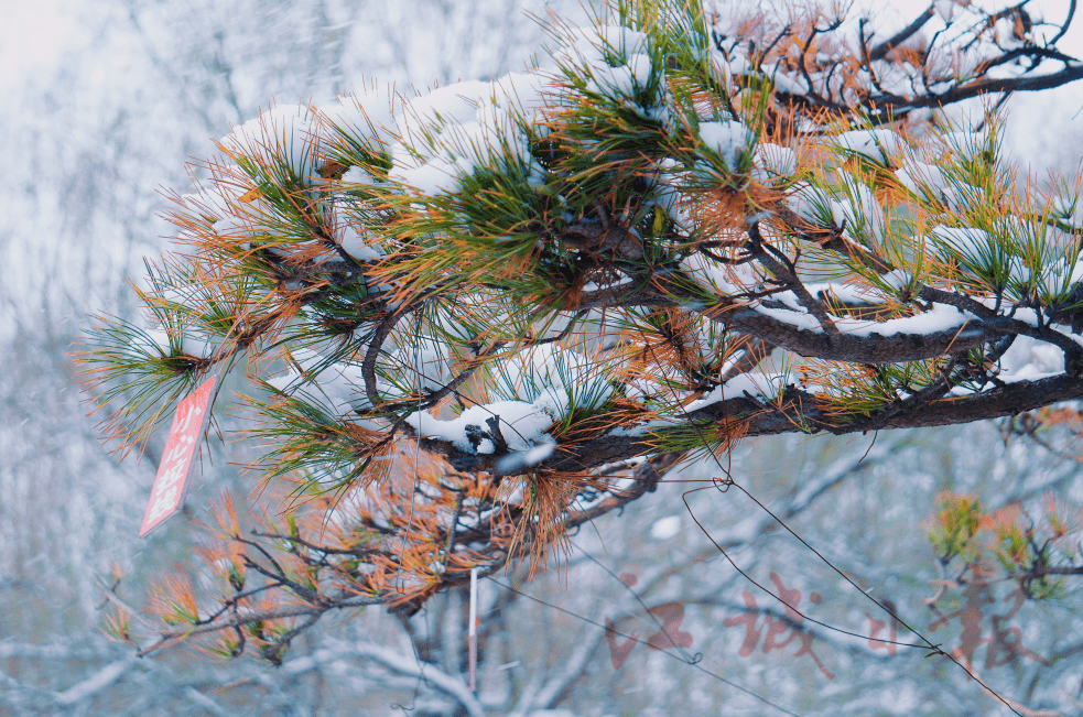 小风|分享雪景！还要注意这个东西