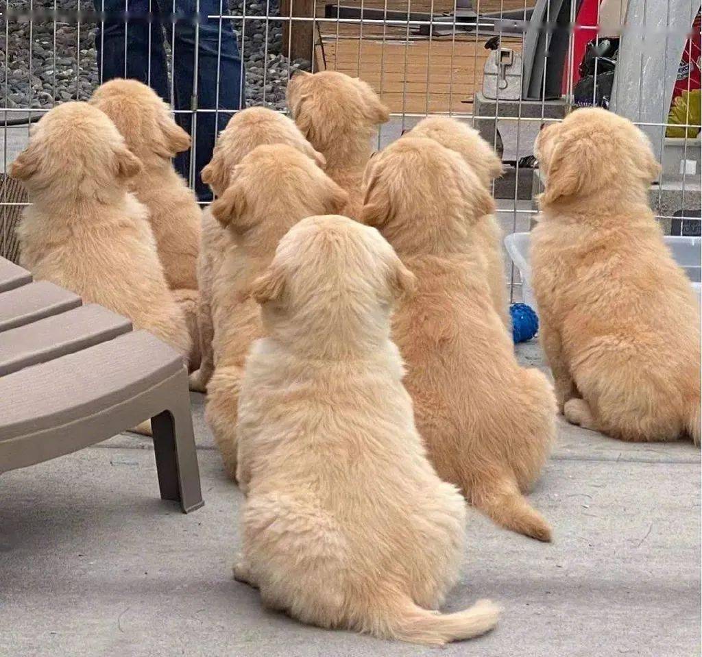 方在偶遇一只超有礼貌的狗狗...百万网友心动:这就是一见钟情吧!