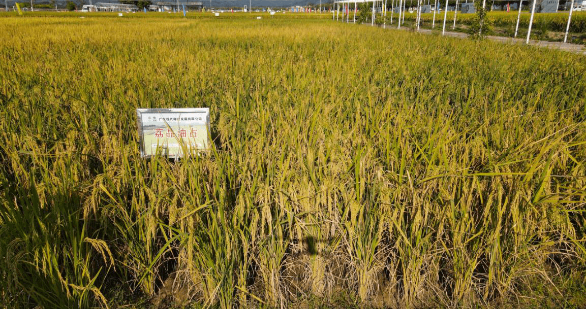 增城区丝苗米省级现代农业产业园北五常,南丝苗