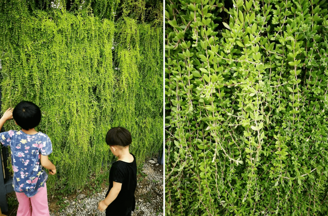 干货丨立体绿化墙的案例分享及施工工艺 植物