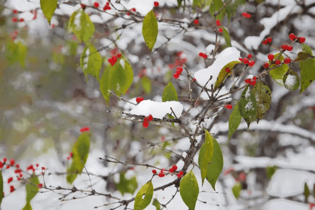 雪色与秋色荟萃出自然之美！