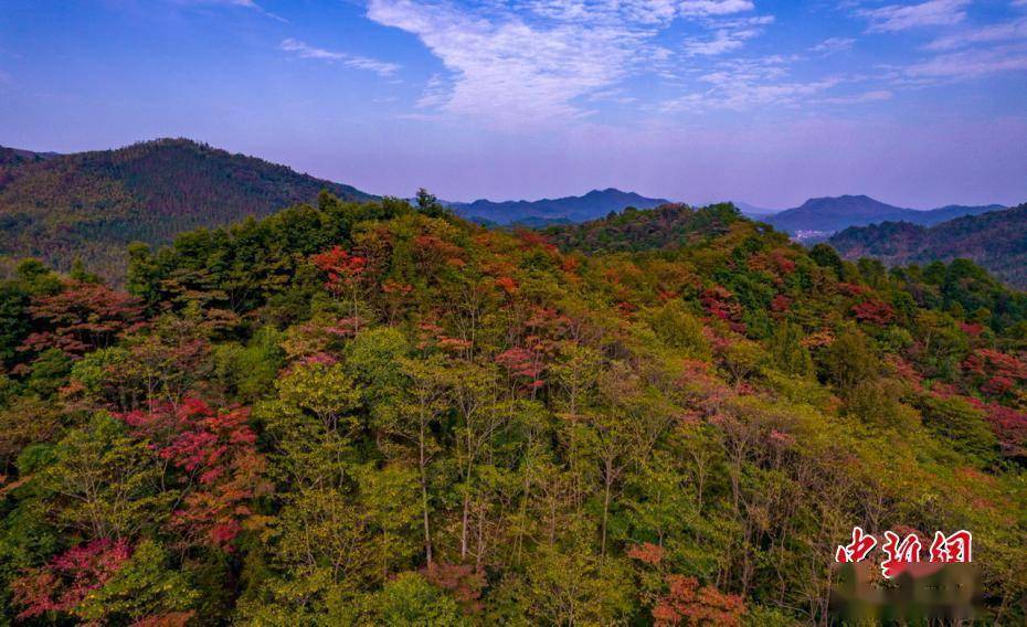 江西|航拍江西分宜大岗山层林尽染 森林风光无限