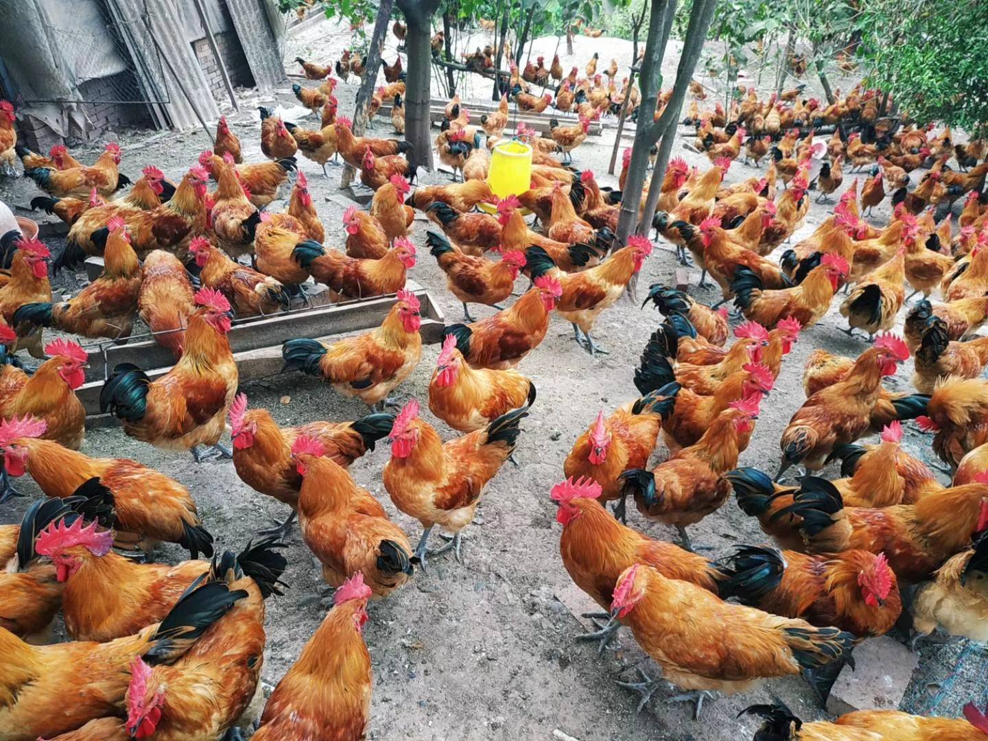 中小型养鸡场的实用降低饲料养殖成本办法
