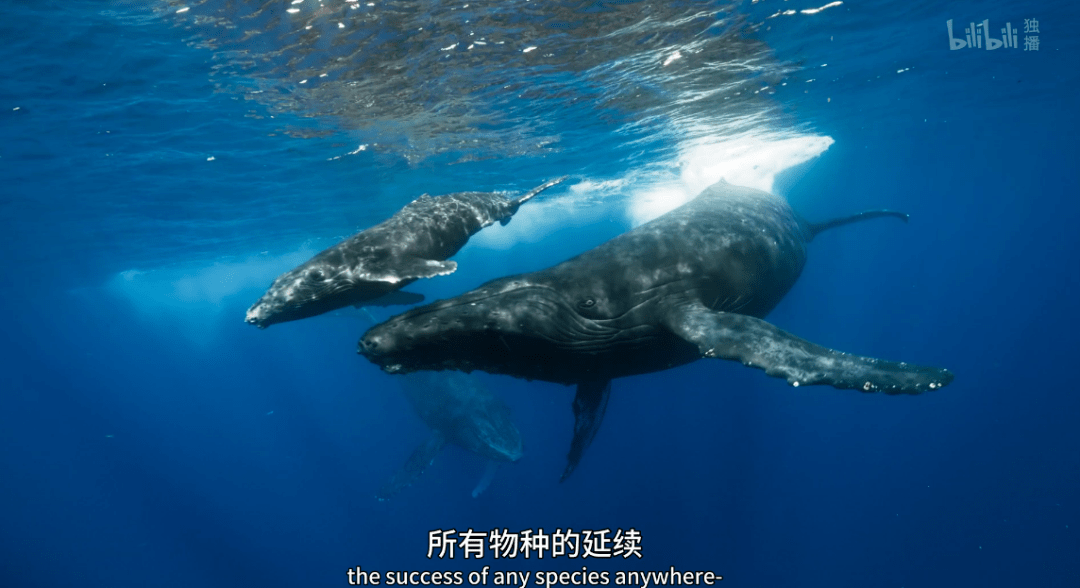 海马|这尺度不付费真能看？