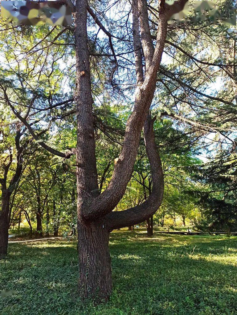 走訪中科院植物研究所北京植物園