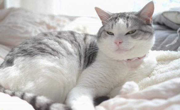 网友分享喵星人微笑练习得意治愈还是无法言喻