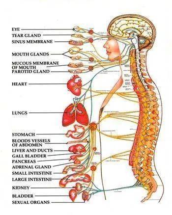 胸椎段发出的脊神经不仅仅支配躯体的感觉和运动,也支配内脏的感觉和