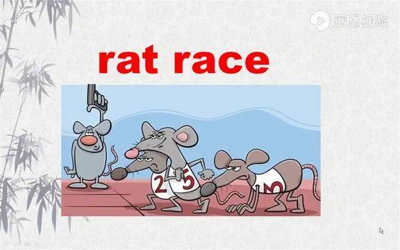 rat race不是"老鼠比赛",大多数人都理解错了