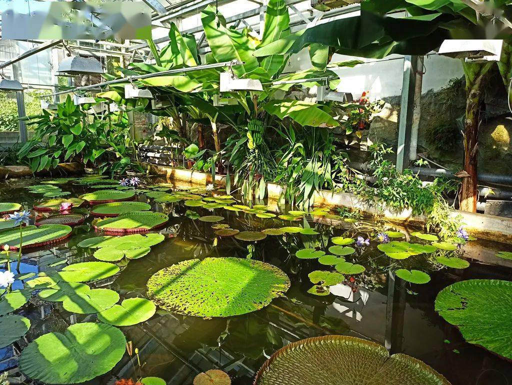 走访中科院植物研究所北京植物园