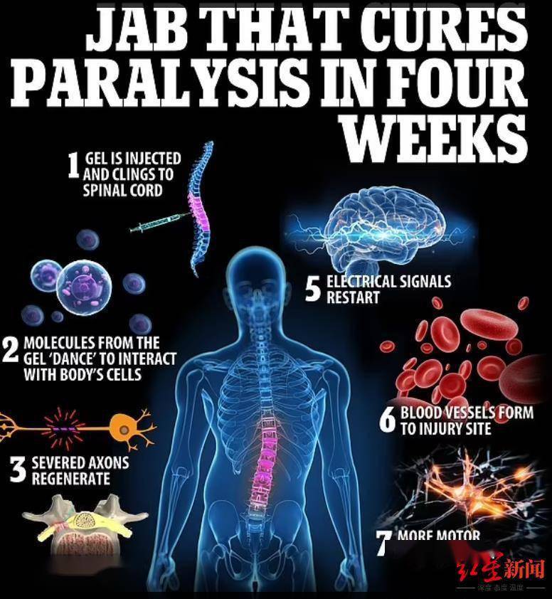 成功|瘫痪有望被治好？这种新药4周内成功逆转小鼠瘫痪，两年内有望启动人体试验