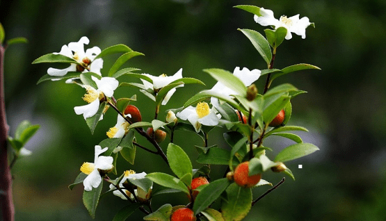 旅游线路推荐|"竹韵粽香,油乐广宁"特色工业之旅_油茶
