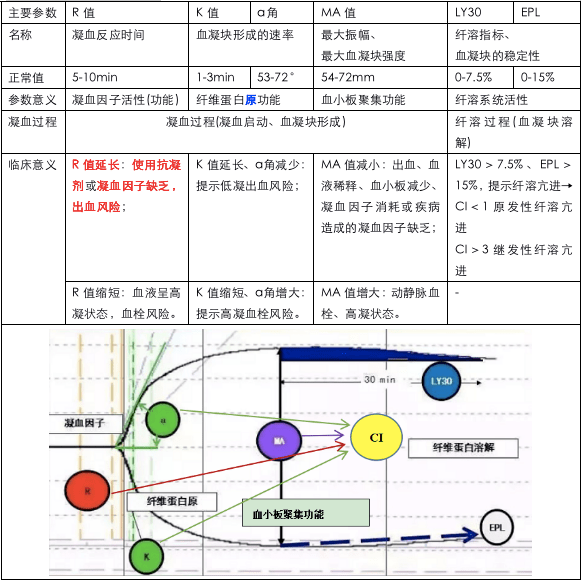 查血栓弹力图的意义图片