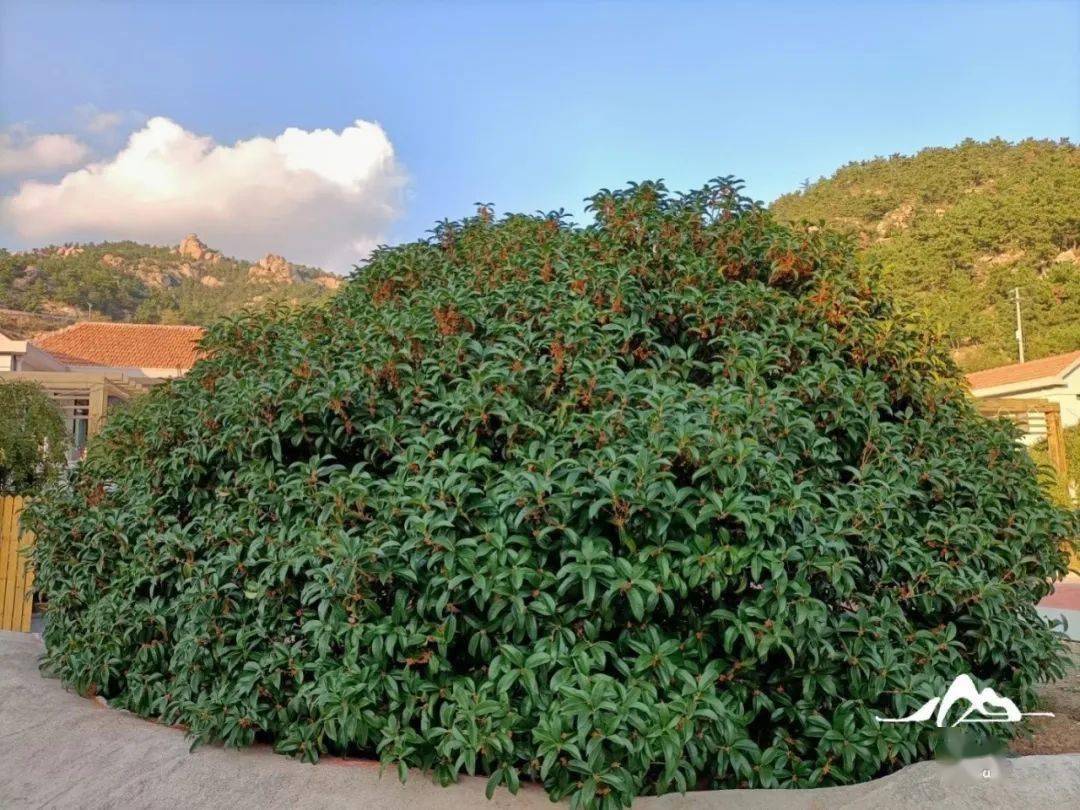 手机文旅崂山首届手机摄影大赛月度评选，请您投出宝贵一票