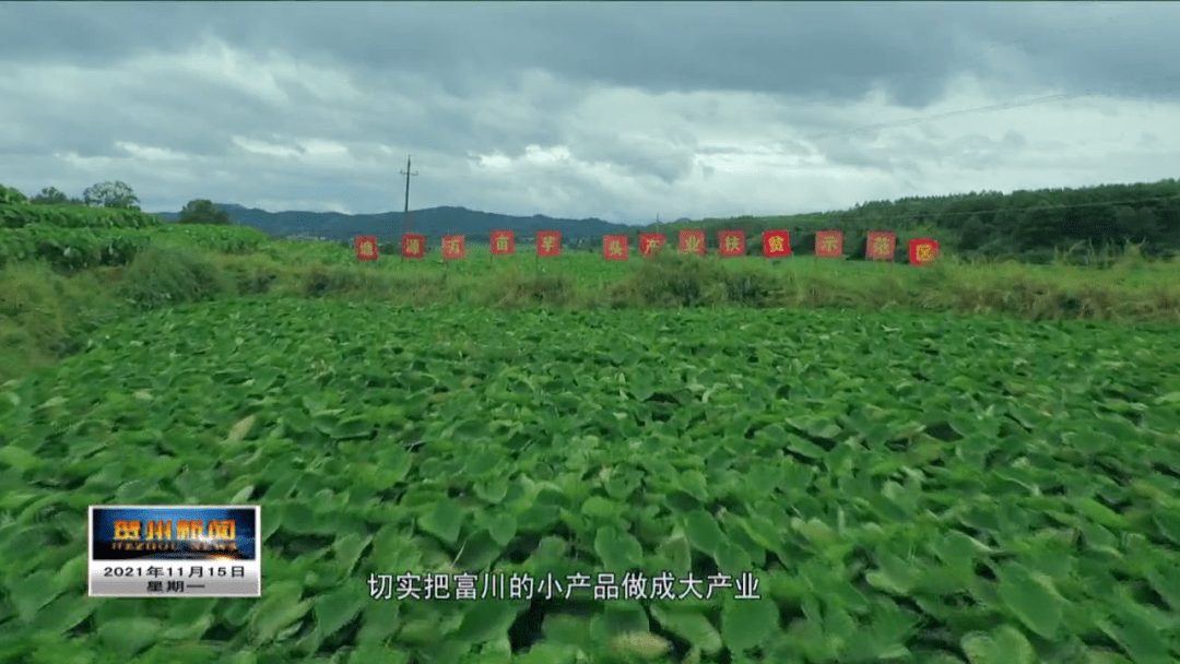 香,粉,糯!贺州这个镇走出一条富芋路