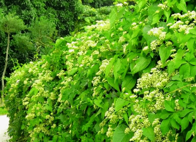 薇甘菊图片 药剂图片