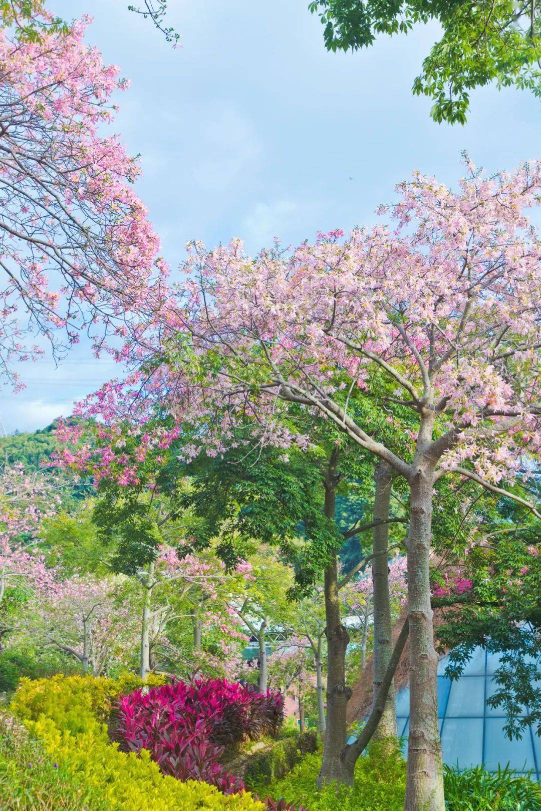 异木棉粉色花海太梦幻!第二届"东部粉雪节"来袭,上演浪漫冬季!_华侨城