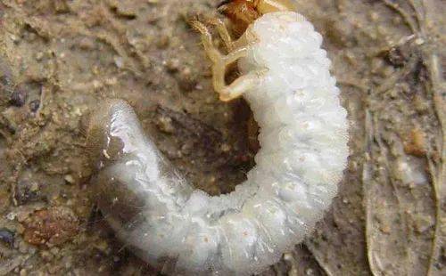 不用农药就能将蛴螬,蝼蛄,金针虫等地下害虫杀灭干净!