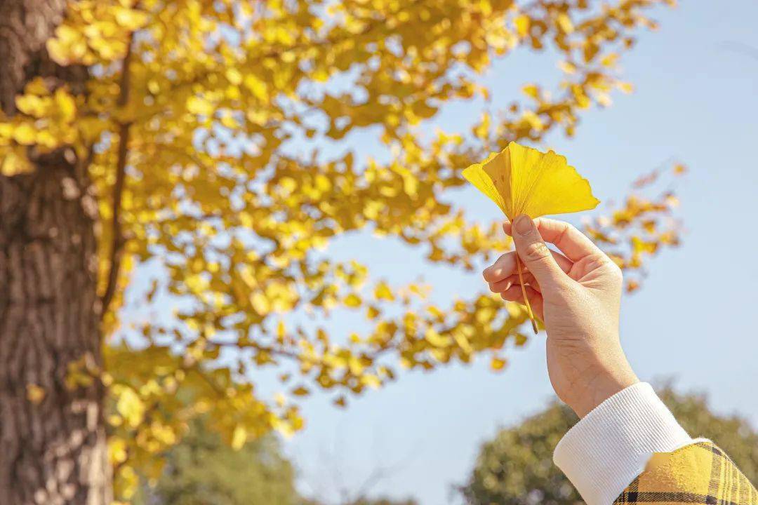 青白江银杏进入最佳观赏期!