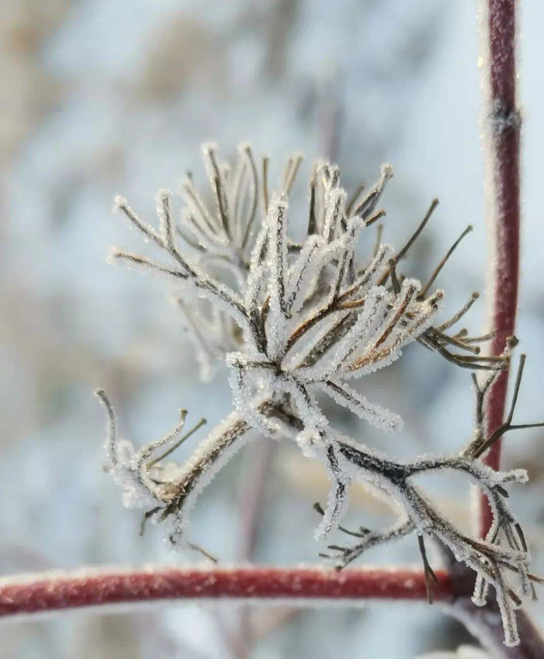 霜染冬晨,冰糖葫芦挂满枝