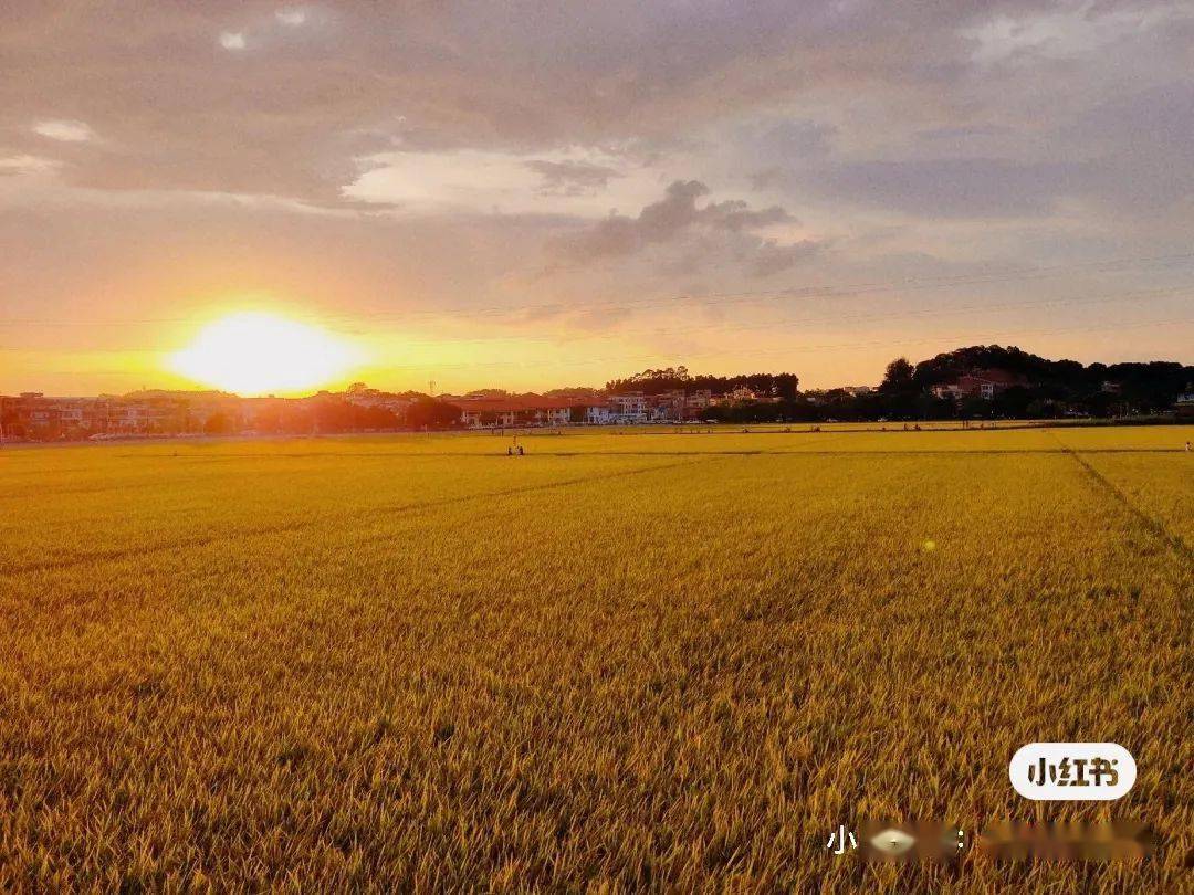 高埗人这里百分百出片喊你沉浸式体验漫画稻田