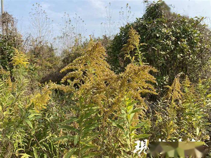 看到这种黄花立即上报!近日在郴州出现.