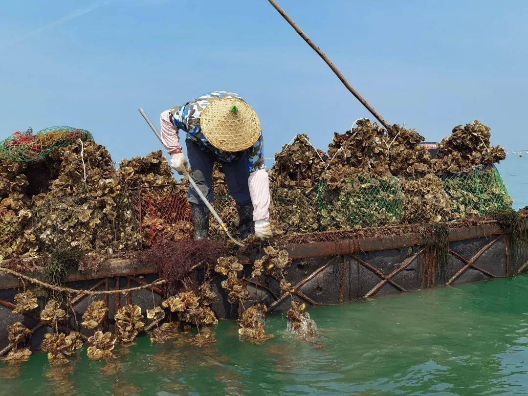 过去海蛎都是自然生长在礁石上.想吃了,人们就拿上个海碗到礁石上剖.