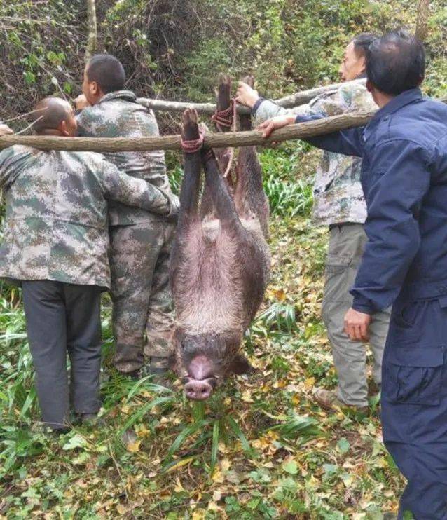 北川一地野猪成灾,价值6万元猎犬阵亡!专业捕杀队:普通人切勿硬碰硬!