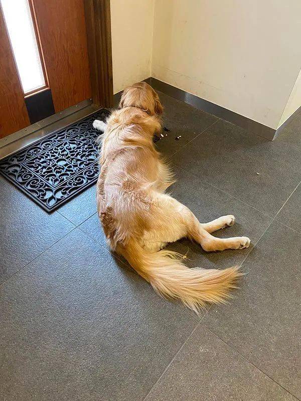 毛孩子哈士奇特别安静，铲屎官觉得不对劲就去瞄一下...瞬间血压飙升！