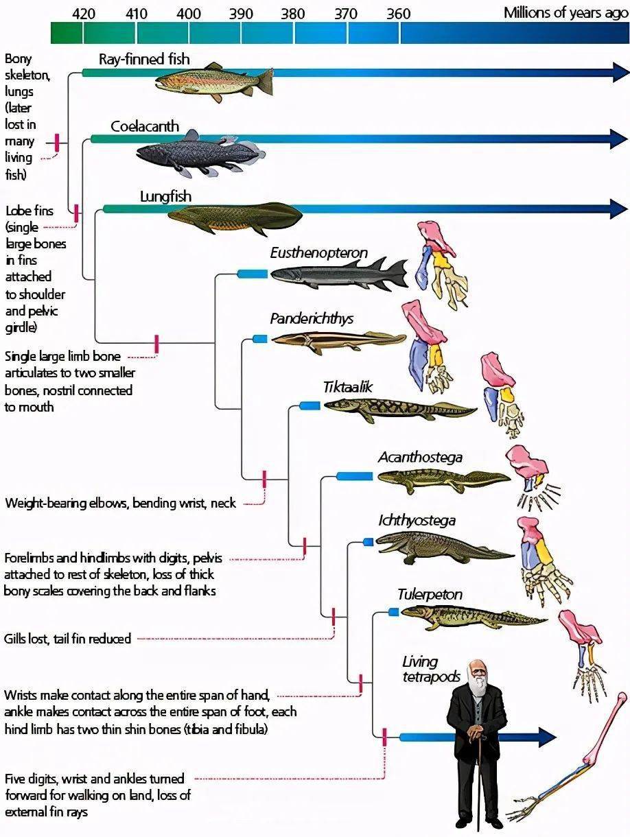 tega为棘螈,ichthyostega为鱼石螈,tulerpeton为一种迷齿螈)菊石和蛸